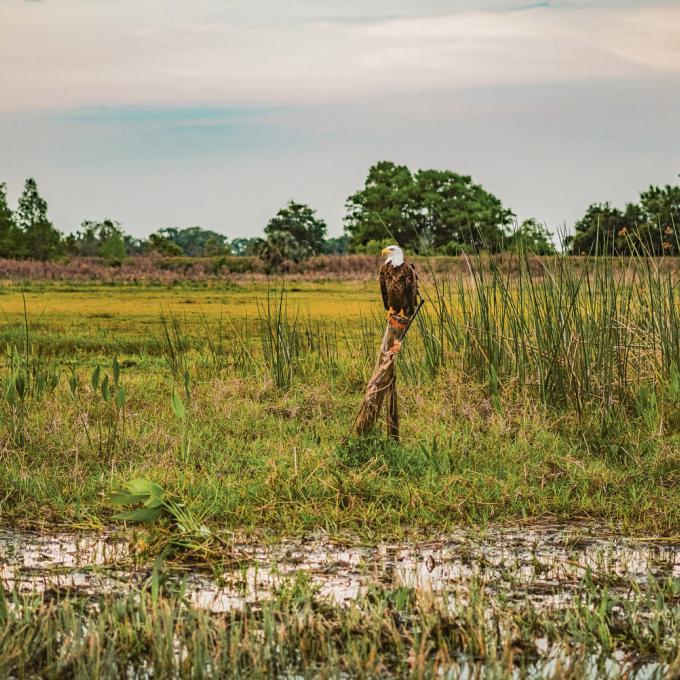 A bald eagle seen on a Wild Florida airboat tour near Kissimmee, Florida