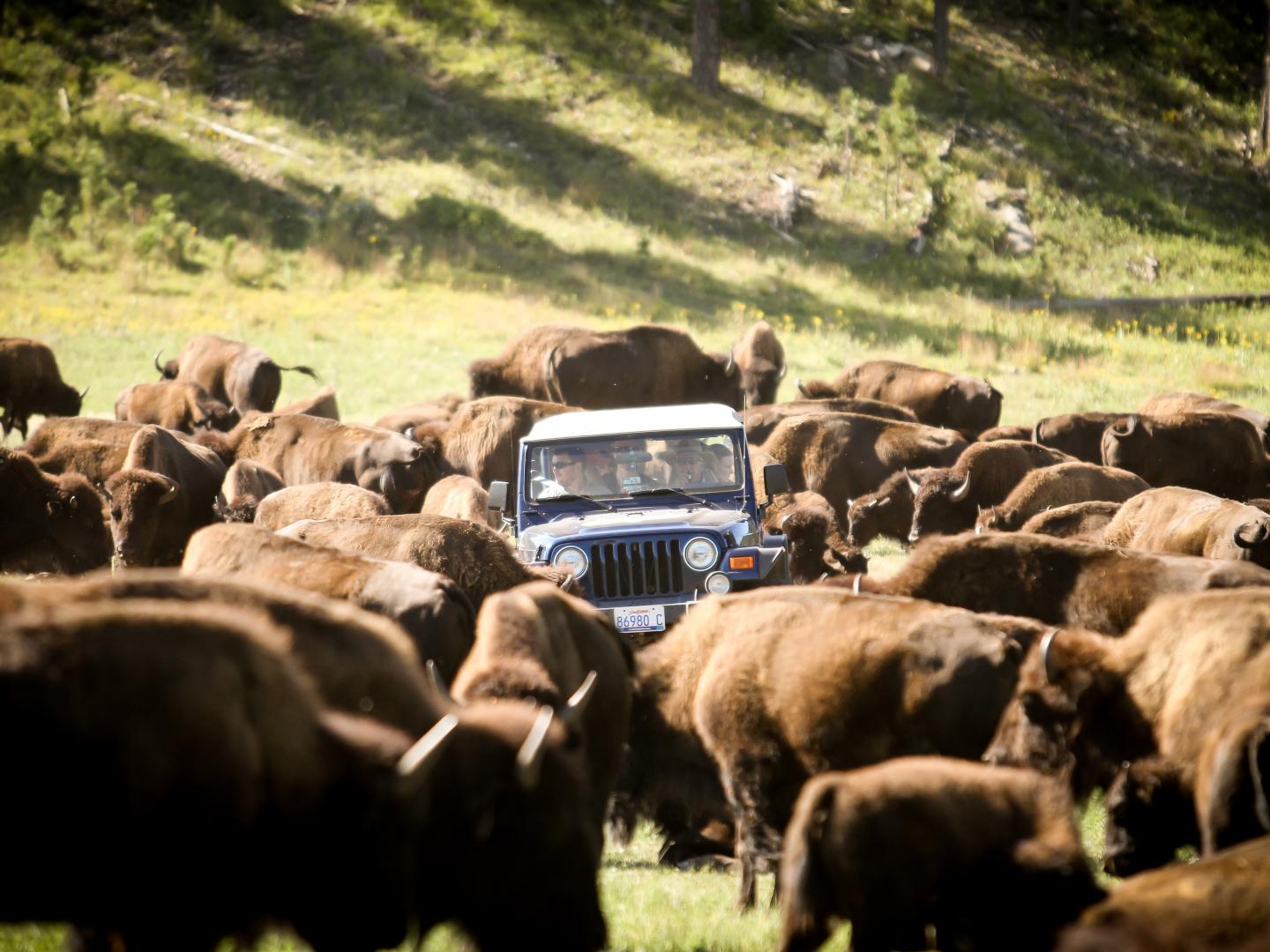 在一年一度的圈牛节上，1,300 头水牛被圈进卡斯特州立公园