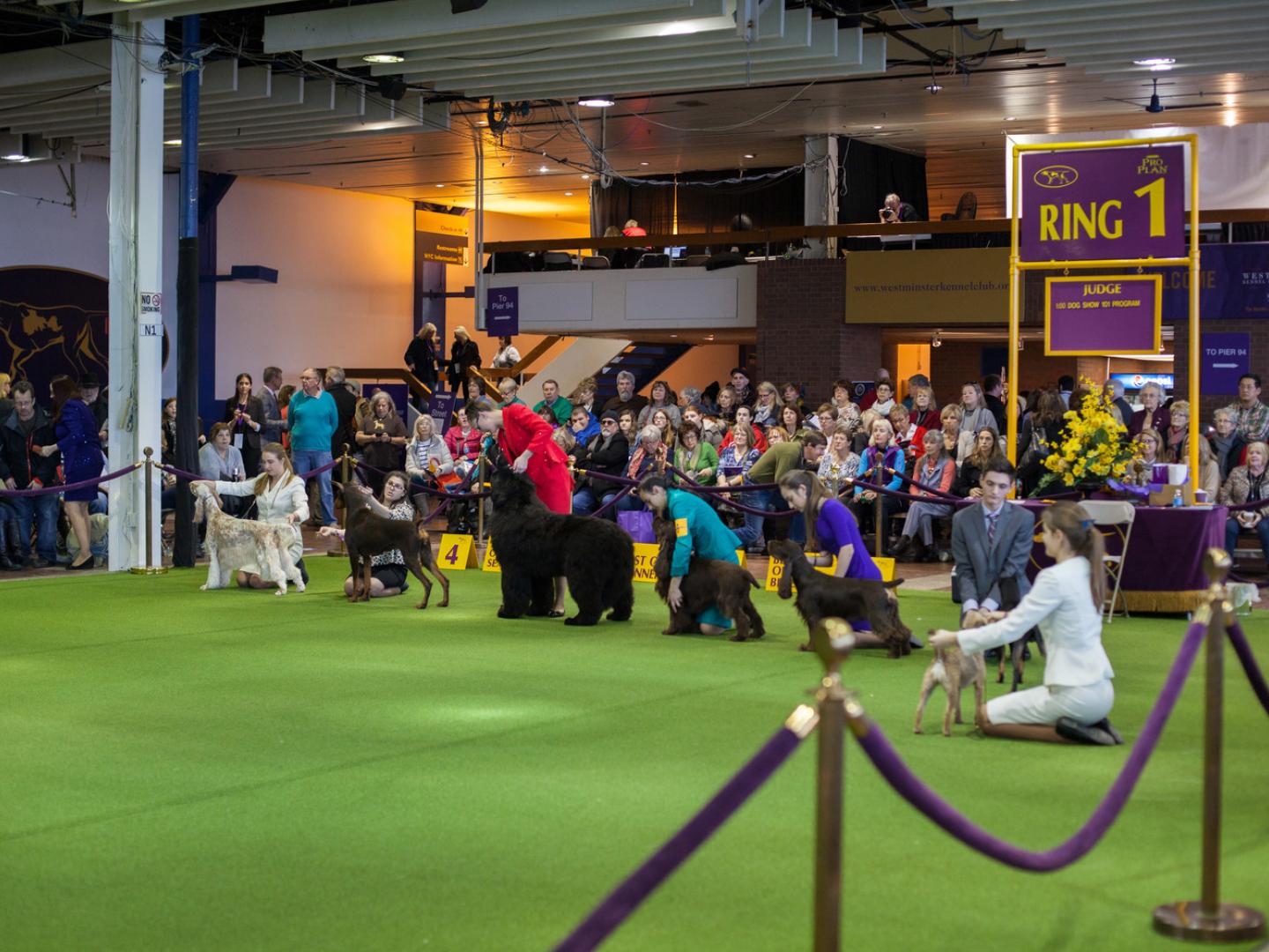 O campo canino no Westminster Dog Show (Show de Cães de Westminster)