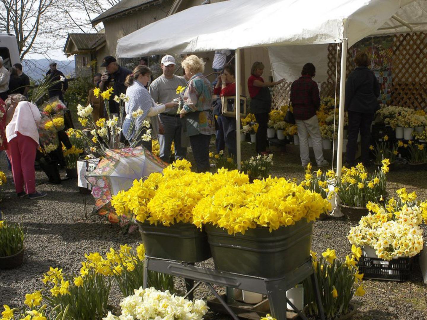 Daffodils for sale during the Daffodil Festival in Junction City