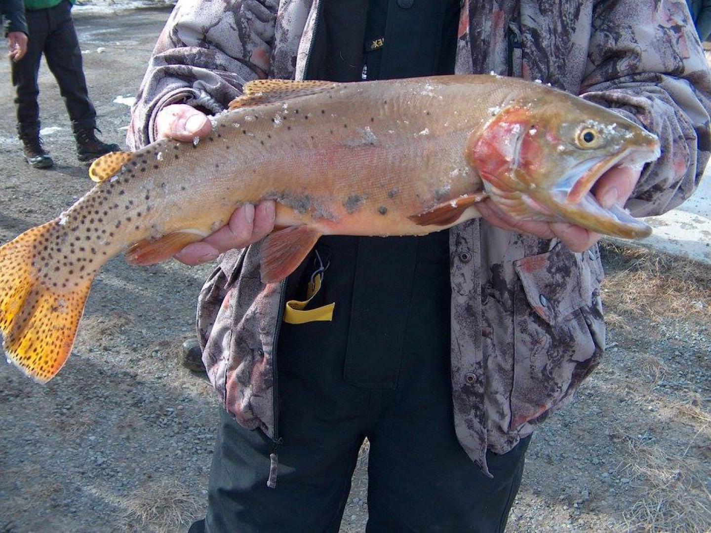 A big catch during the annual Ice Fishing Derby in Meeteetse near Cody, Wyoming