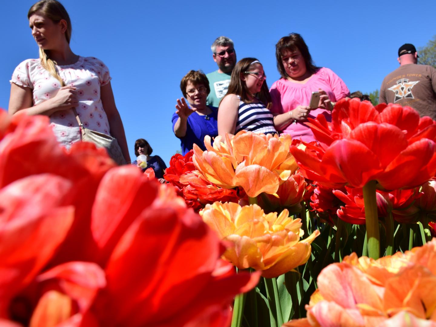 Visitors checking out the colorful flowers during the Albany Tulip Festival