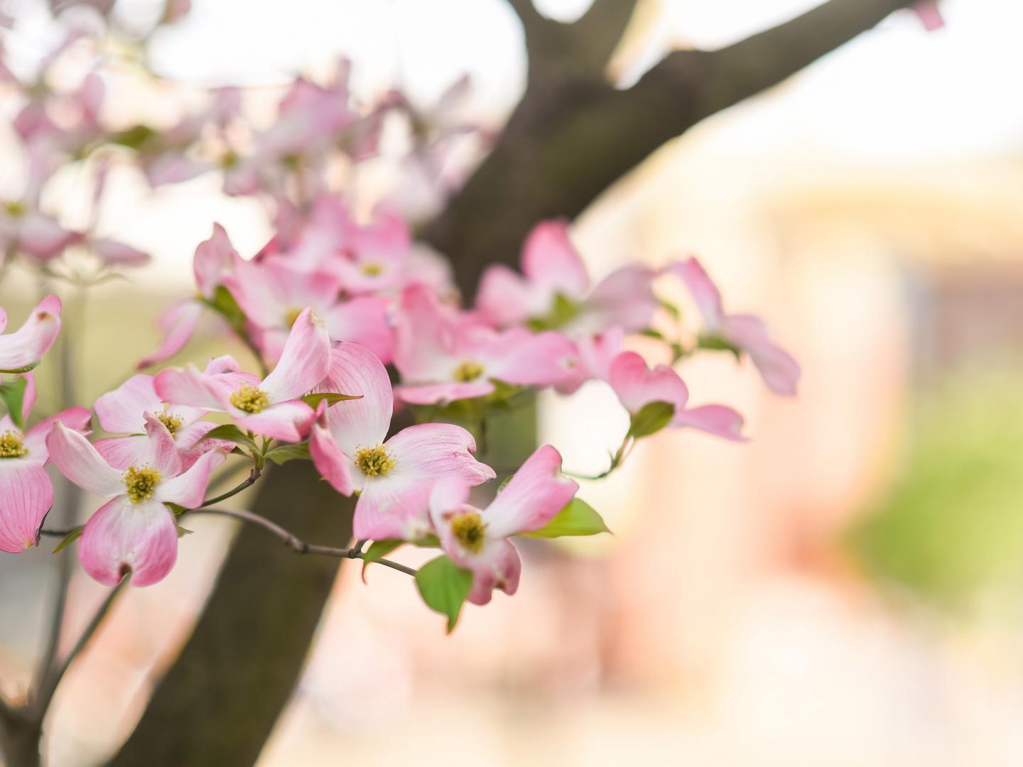 テネシー州ノックスビルに咲くハナミズキ（ドッグウッド）