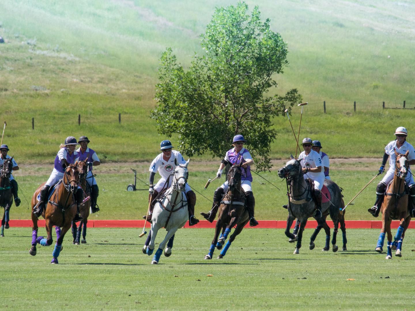 Big Horn Polo