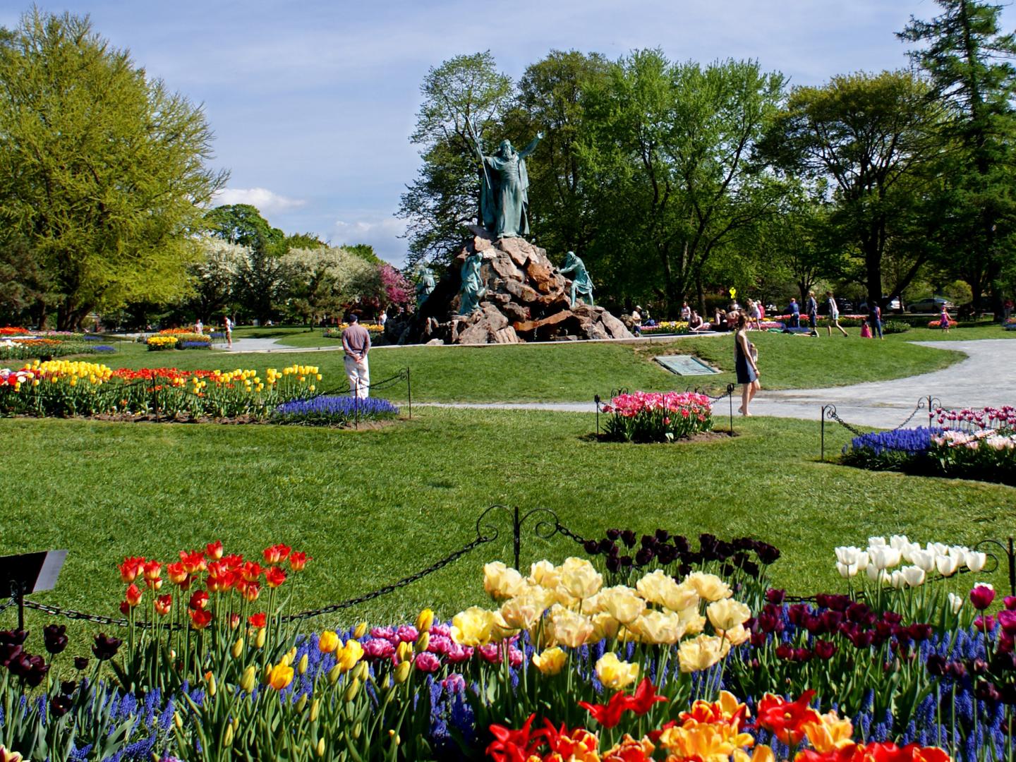 Coloridos tulipanes en Albany, Nueva York