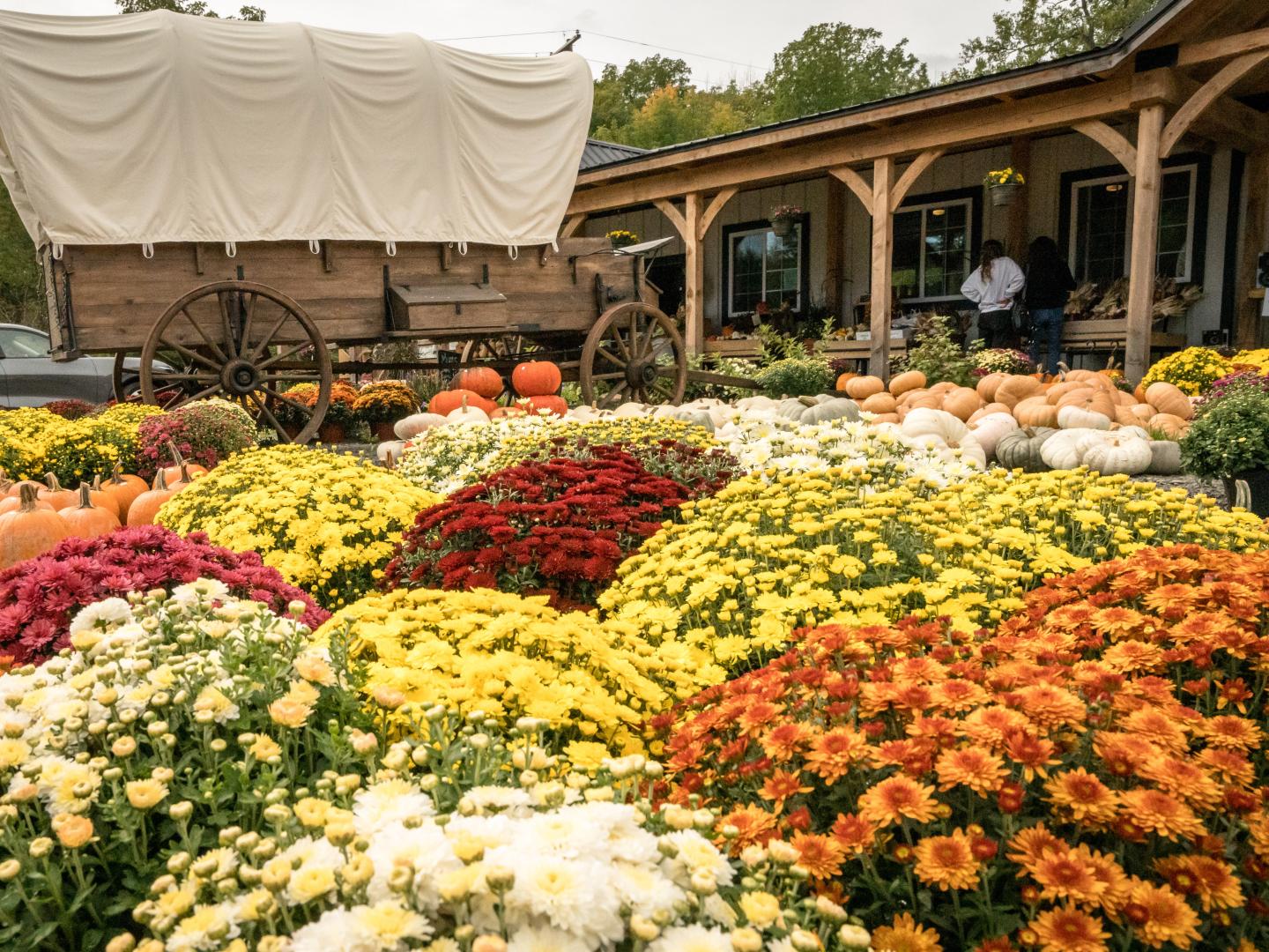 Fleurs colorées pendant le week-end de visite de la Schuyler County Farm à Watkins Glen, État de New York