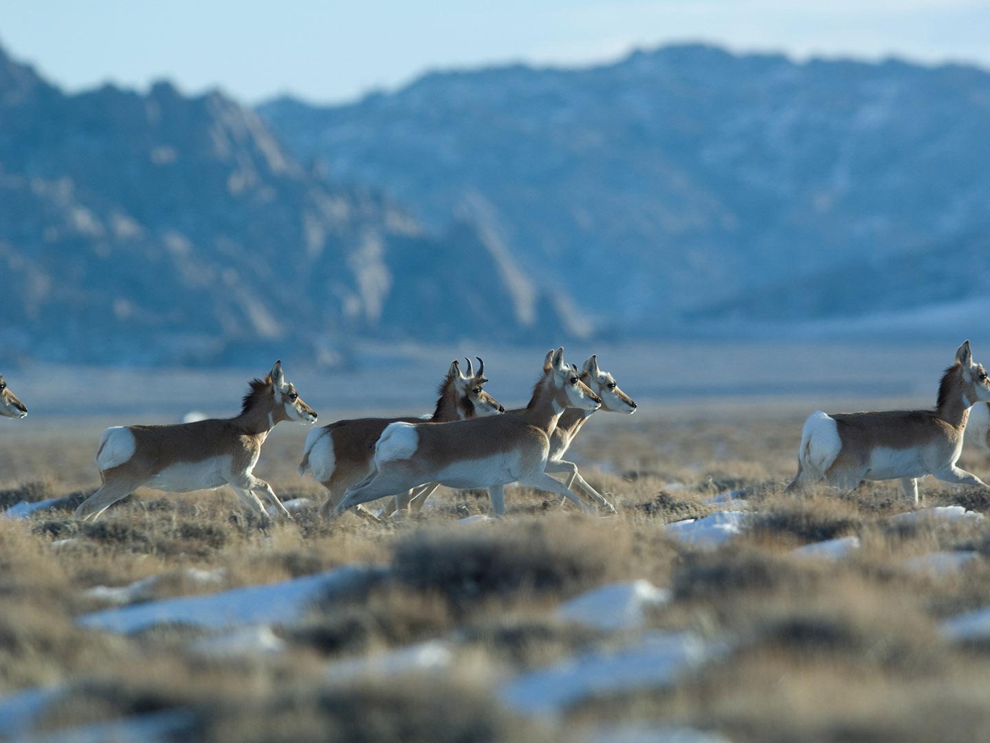 Antelopes run free near Lander, Wyoming