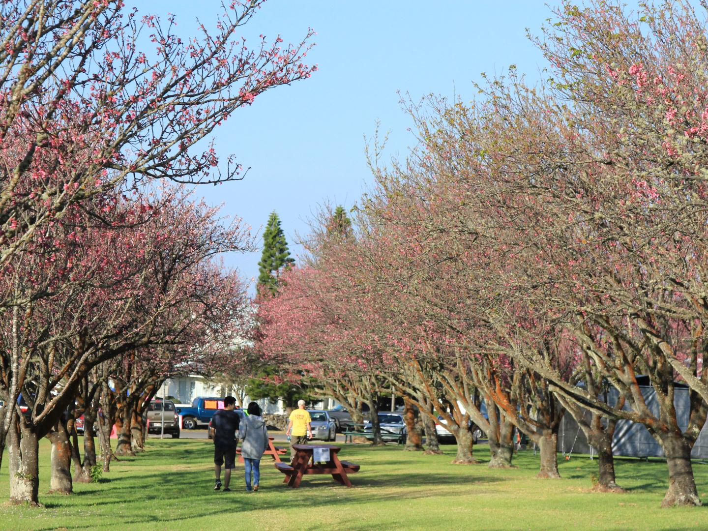Cherry Blossom trees in bloom on Hawai’i Island in Waimea