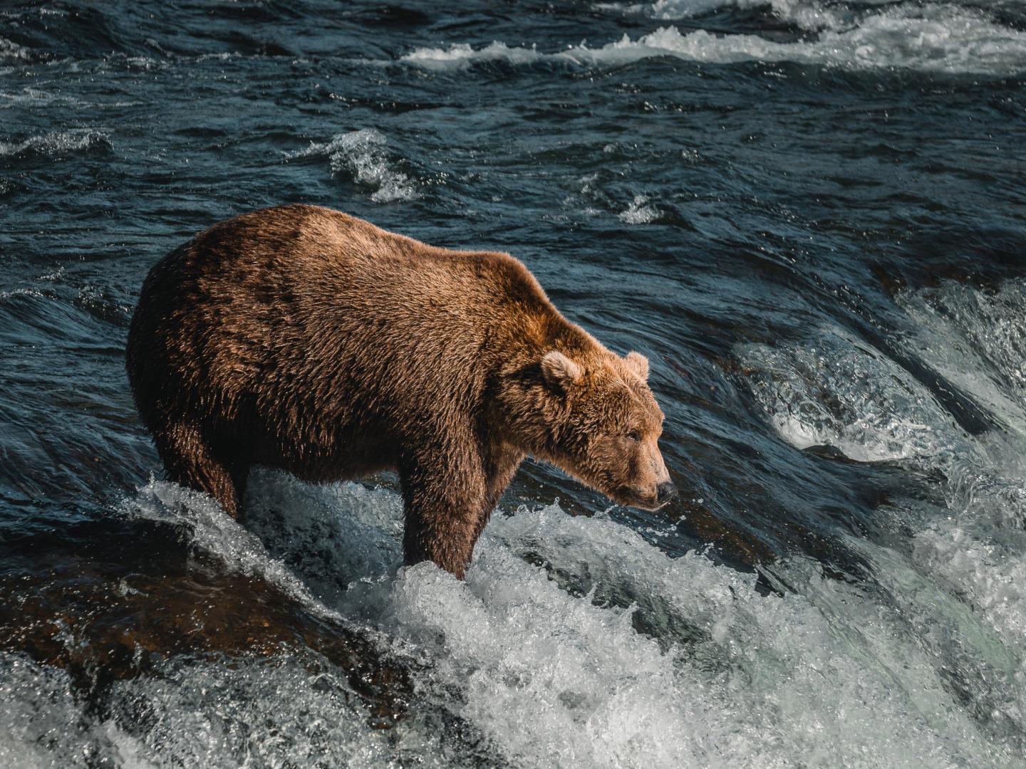 Um urso-pardo pesca salmão no Katmai National Park, no Alasca