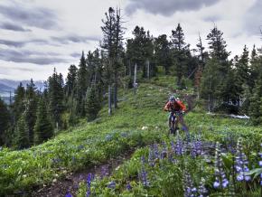 野草の中のトレイルを走るマウンテンバイク 野草の中のトレイルを走るマウンテンバイク