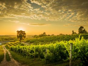 Leelanau Peninsula 葡萄园里，黄昏下一排排整齐的葡萄藤