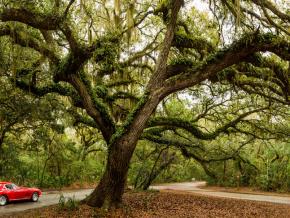 Driving along canopy roads lined with live oak trees Driving along canopy roads lined with live oak trees