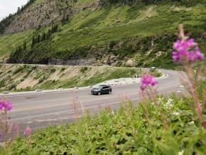 Wildflowers in bloom along Going-to-the-Sun Road in the Rocky Mountains, Montana