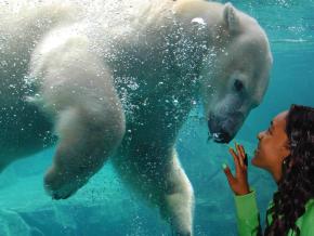 Acercamiento tomado bajo el agua, de un oso polar en el Brookfield Zoo Acercamiento tomado bajo el agua, de un oso polar en el Brookfield Zoo