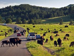 Some of the 1,300 bison roaming freely throughout Custer State Park in South Dakota Some of the 1,300 bison roaming freely throughout Custer State Park in South Dakota