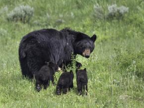 Una familia de osos pardos en una pradera