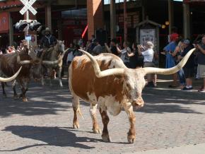 Rassemblement du bétail deux fois par jour dans Fort Worth Stockyards National Historic District, au Texas Rassemblement du bétail deux fois par jour dans Fort Worth Stockyards National Historic District, au Texas