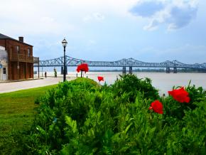 Poppies in bloom along the Mississippi River, a springtime favorite sight in the city Poppies in bloom along the Mississippi River, a springtime favorite sight in the city