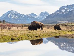 Bison grazing in Yellowstone National Park's Lamar Valley Bison grazing in Yellowstone National Park's Lamar Valley