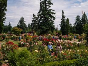 Admiring over 1000 types of roses at the International Rose Test Garden in Washington Park in Portland, Oregon Admiring over 1000 types of roses at the International Rose Test Garden in Washington Park in Portland, Oregon