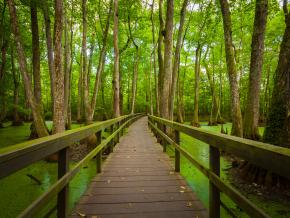 Exploring a Louisiana state park Exploring a Louisiana state park