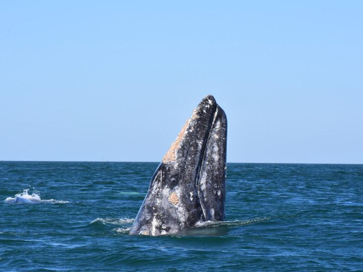 Une baleine observée au large des côtes d’Oxnard, en Californie