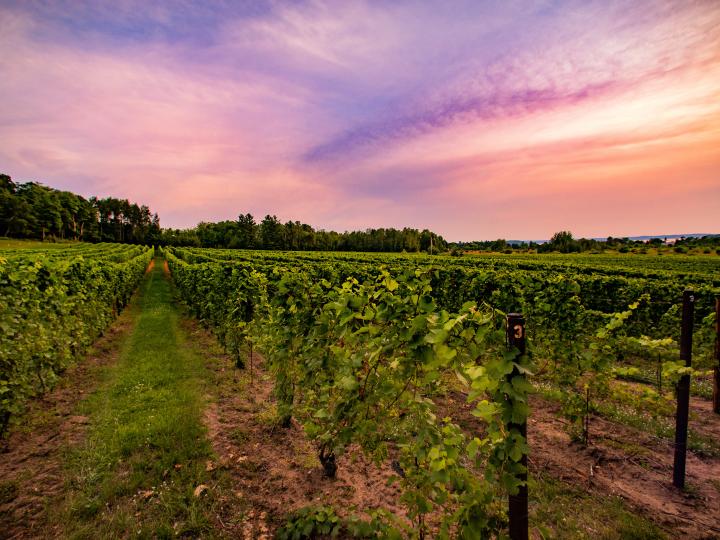 落日余晖洒在密西根州特拉弗斯城鲍尔斯港葡萄园的葡萄藤上