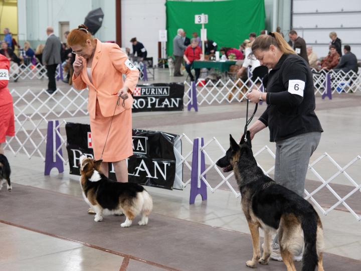 Competidores caninos en el Celtic Classic Dog Show en York, Pensilvania