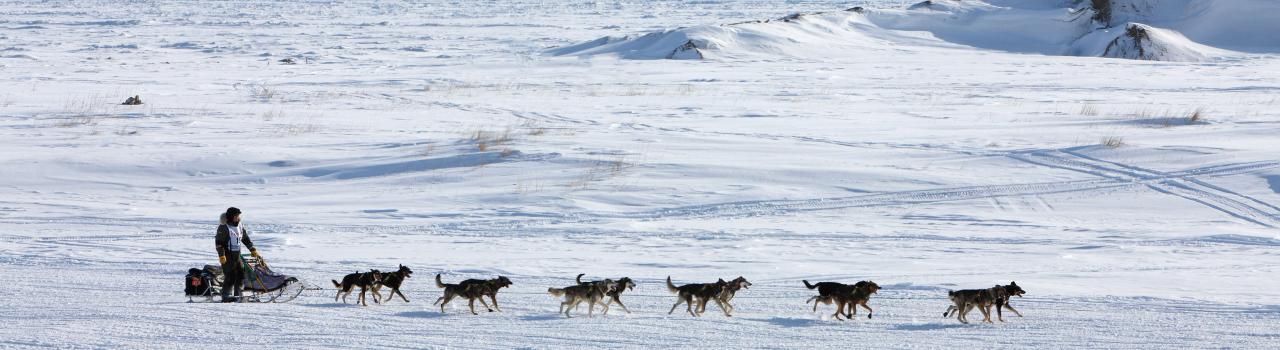 Un equipo que realiza paseos en trineos tirados por perros cerca de Nome, Alaska