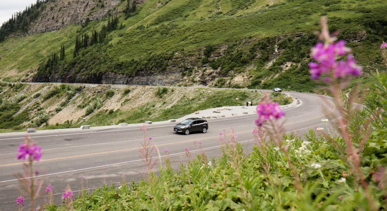 Wildflowers in bloom along Going-to-the-Sun Road in the Rocky Mountains, Montana