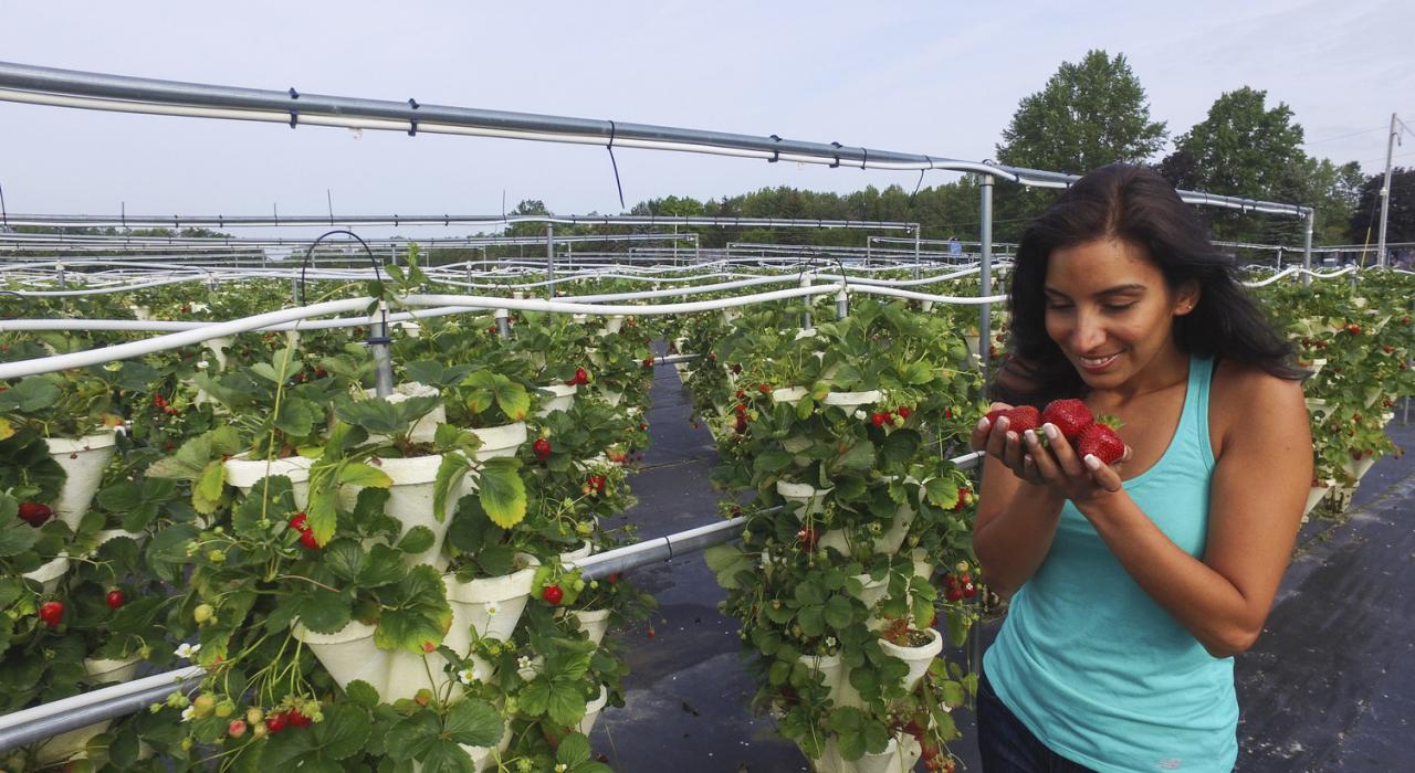 Strawberry Fields U-Pick Hydroponic Farm na Finger Lakes Sweet Treat Trail, estado de Nova York