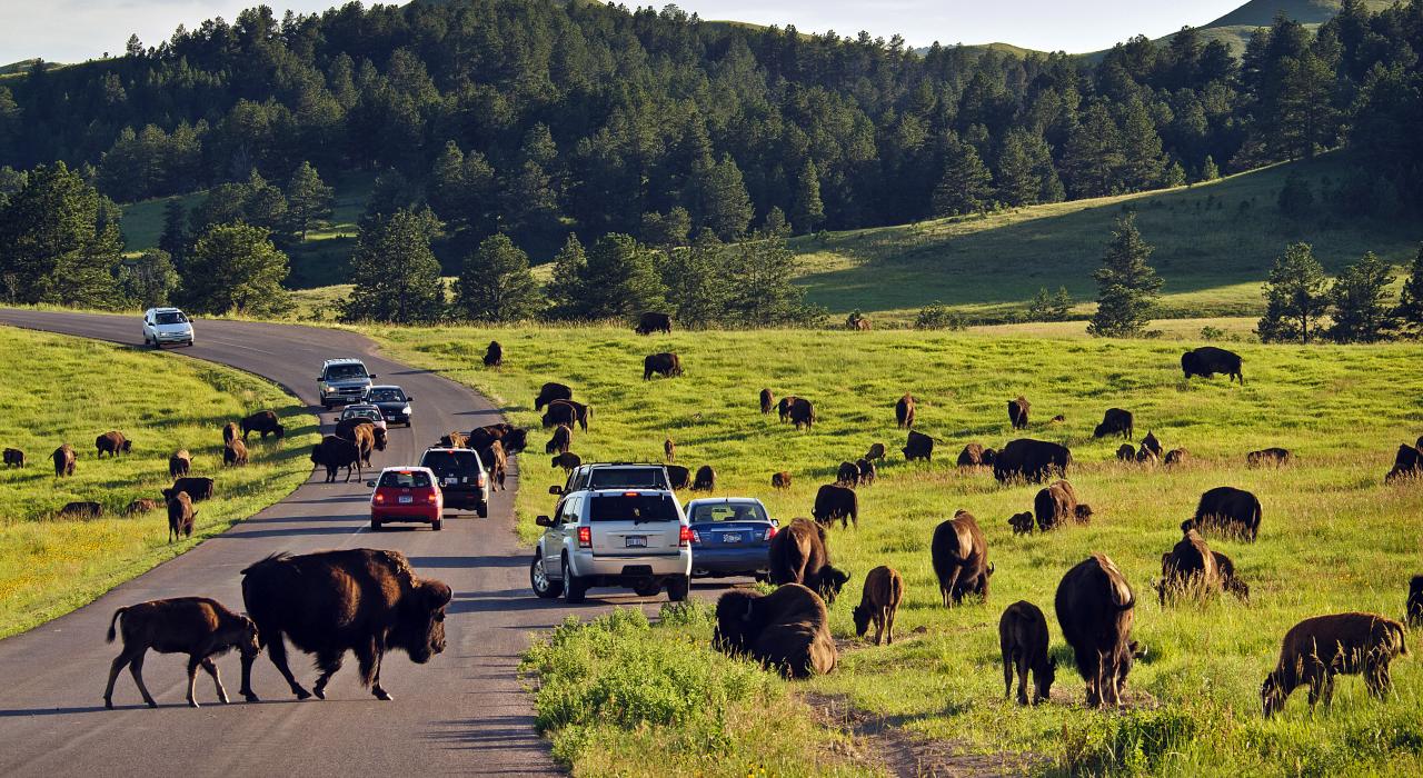 Some of the 1,300 bison roaming freely throughout Custer State Park in South Dakota