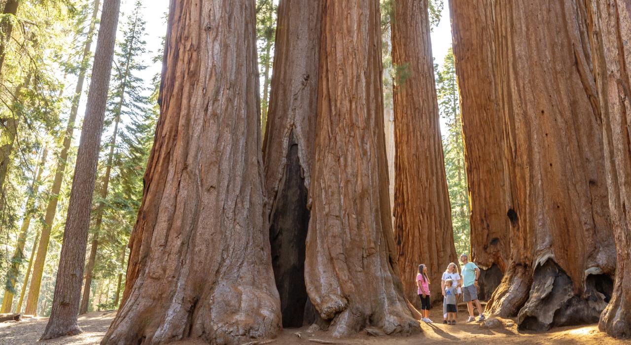 Une famille impressionnée par la taille des arbres du Sequoia National Park