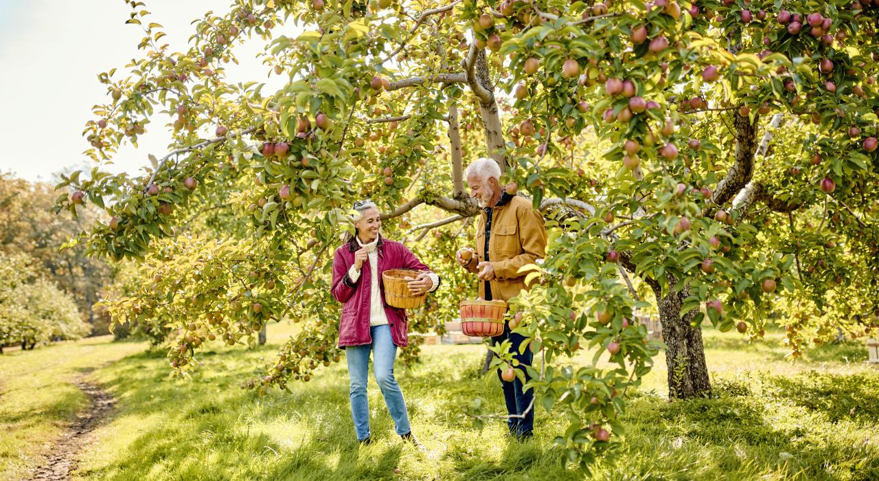 Apple picking at Biscay Orchard in Damariscotta, Maine
