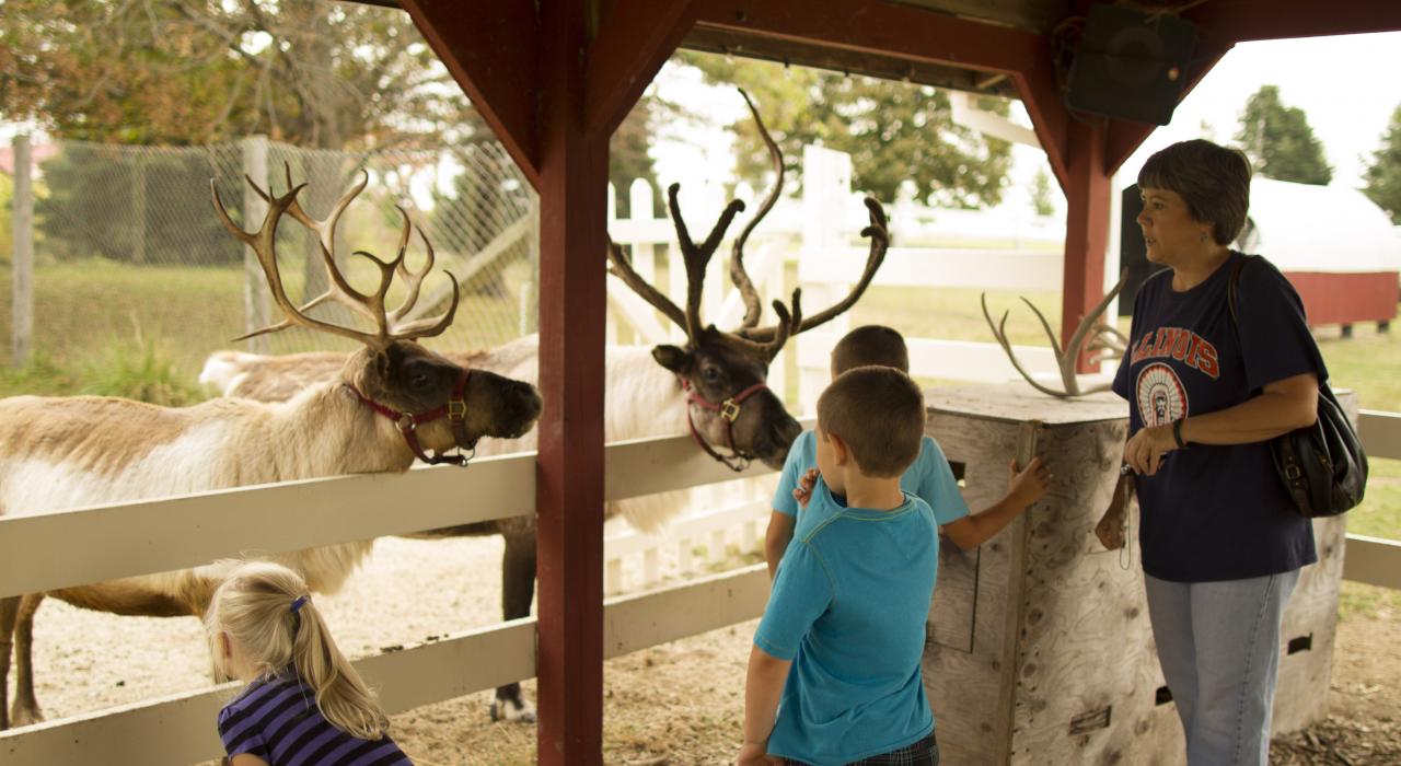 Un reno de Alaska en Hardy’s Reindeer Ranch en Champaign, Illinois