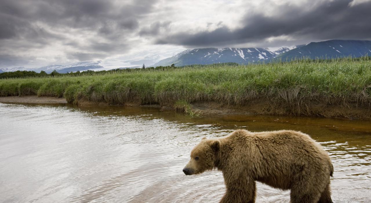 Urso caçando salmão 