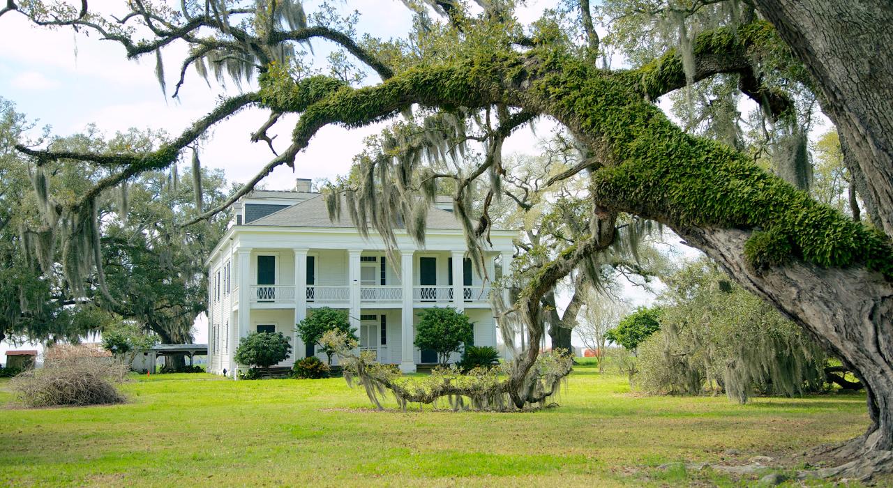 Árvores com barba-de-velho ao redor da Oak Alley Plantation, na Louisiana