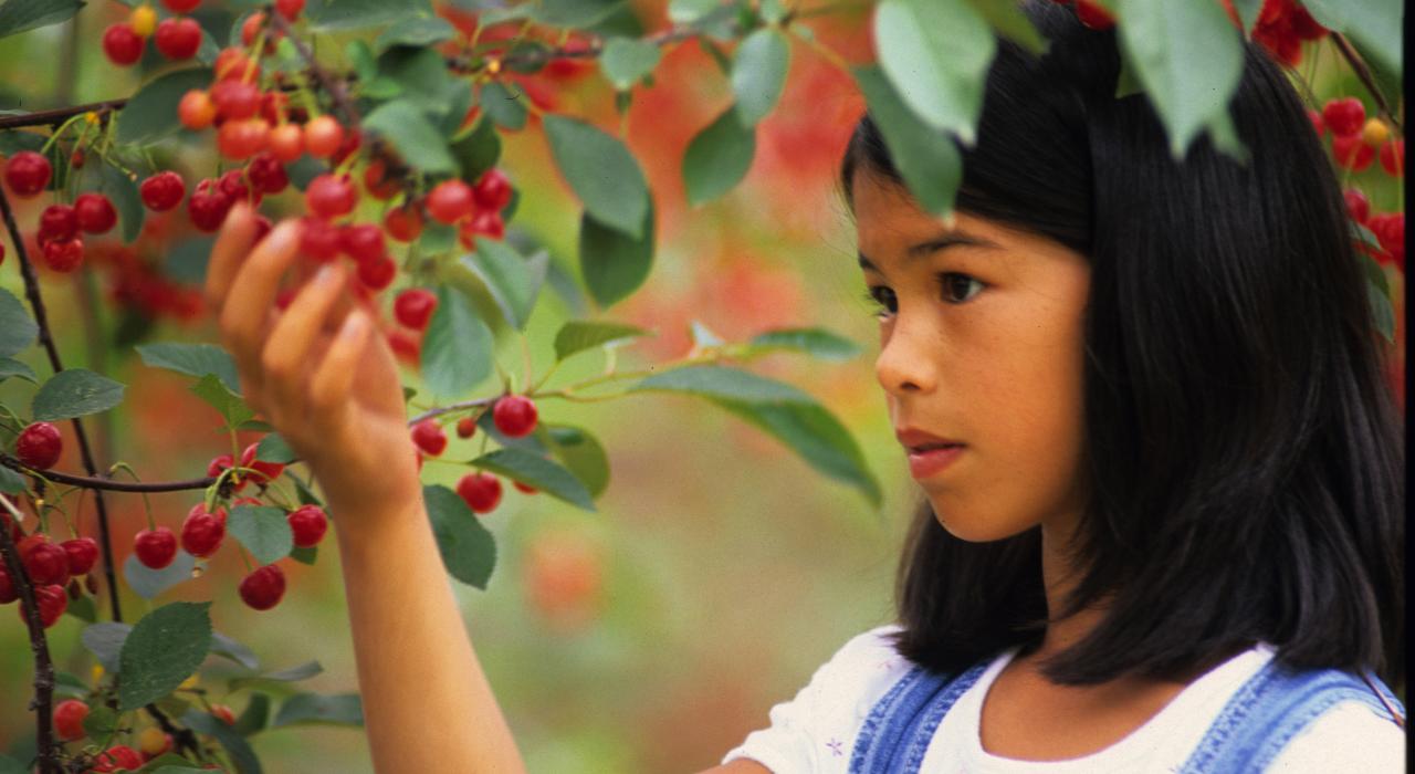 Picking fresh cherries in Traverse City, Michigan