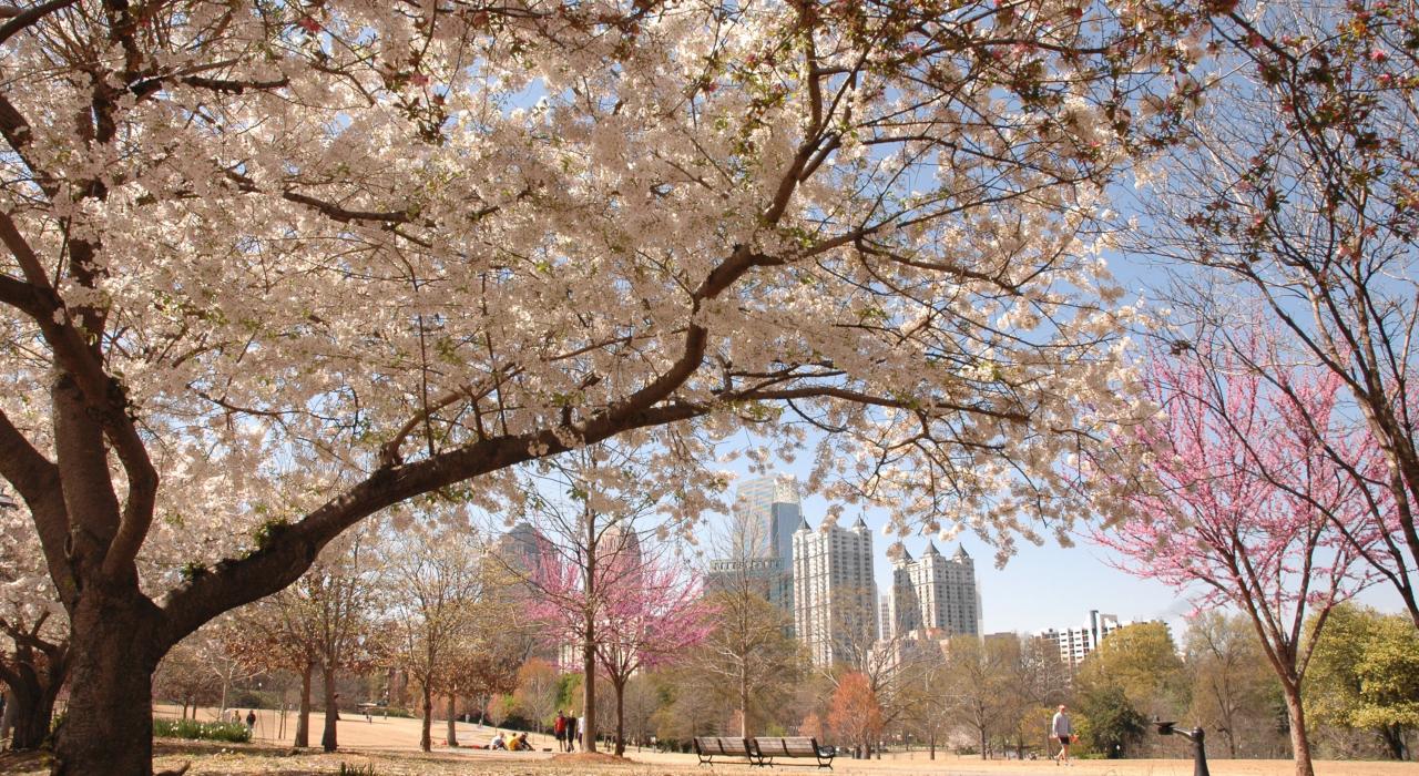 Views of downtown and cherry blossoms at Piedmont Park 