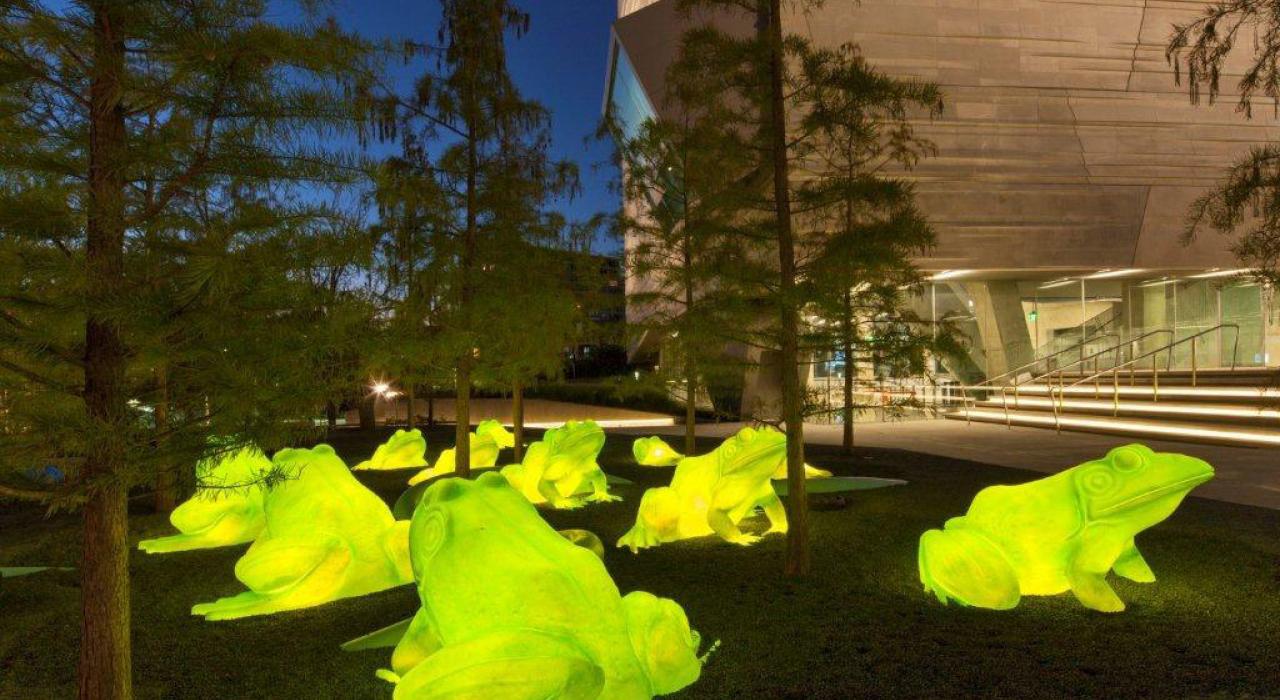 Grenouilles illuminées au Perot Museum of Nature and Science de Dallas, au Texas