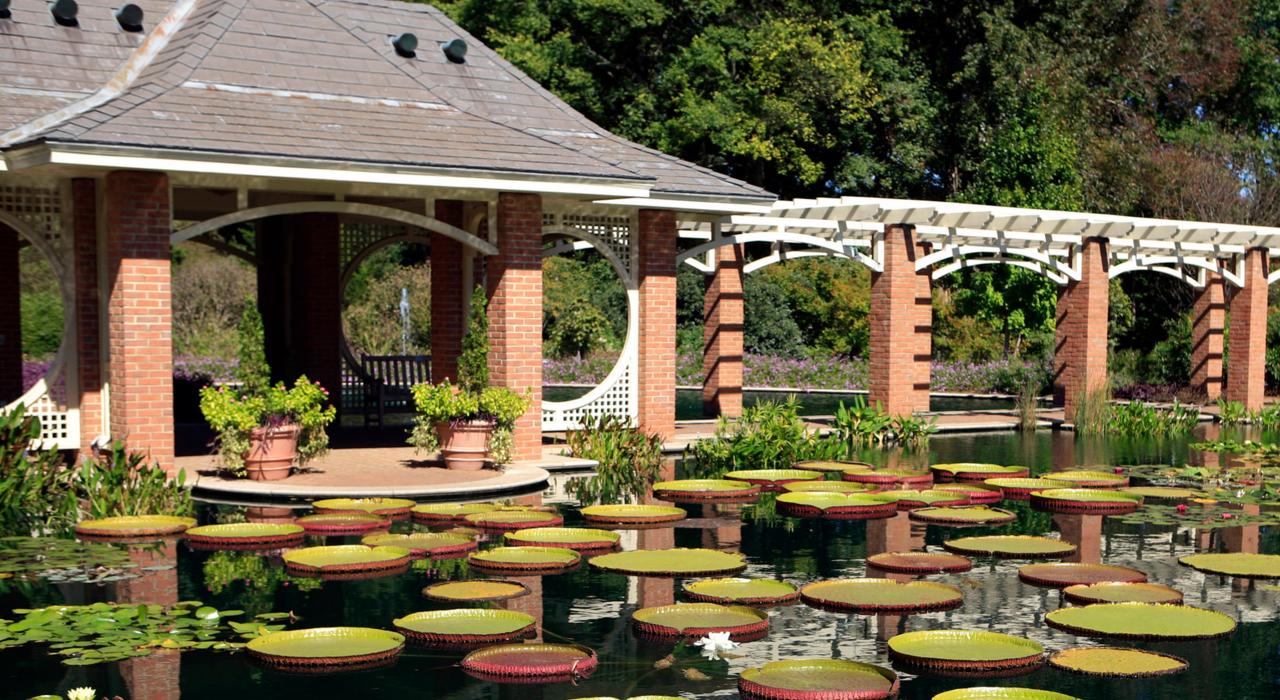 Damson Aquatic Garden at the Huntsville Botanical Garden