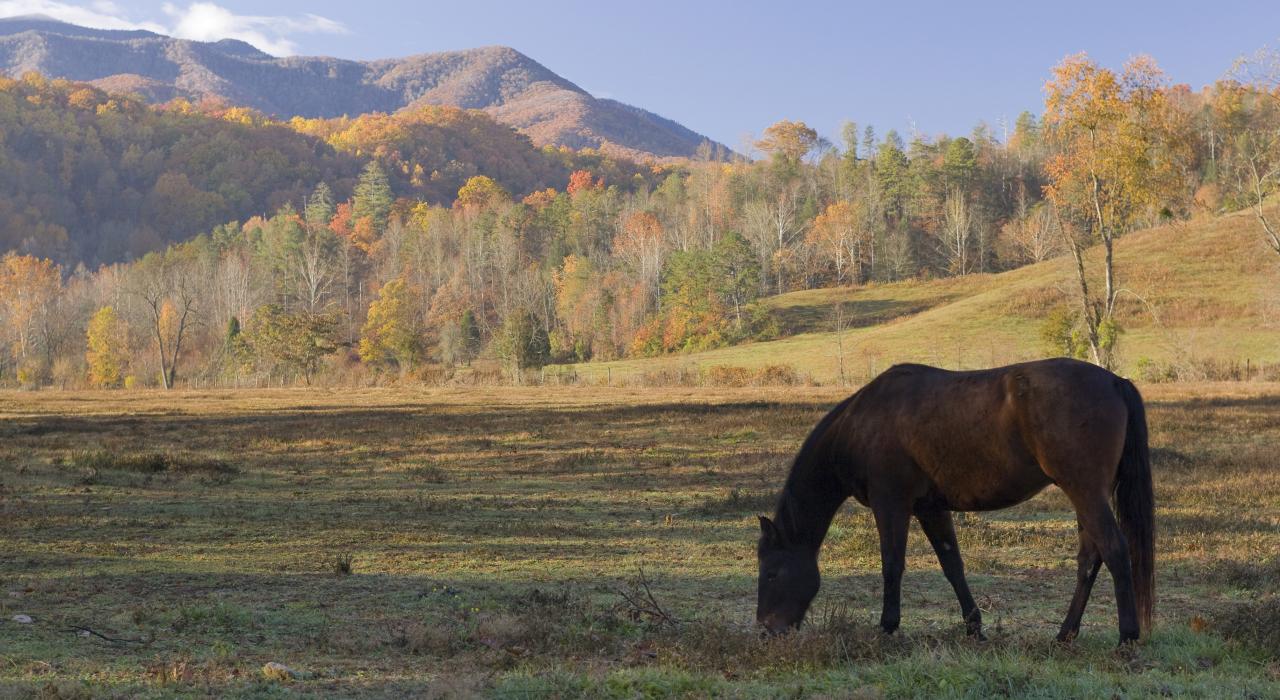 Grazing amid autumn foliage in the Great Smoky Mountains