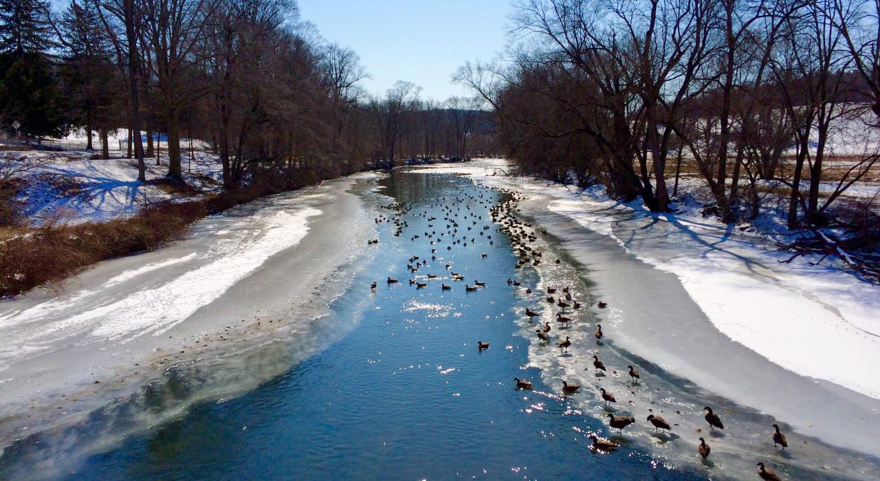 “费城乡村”部分结冰的布兰迪万溪上的加拿大雁