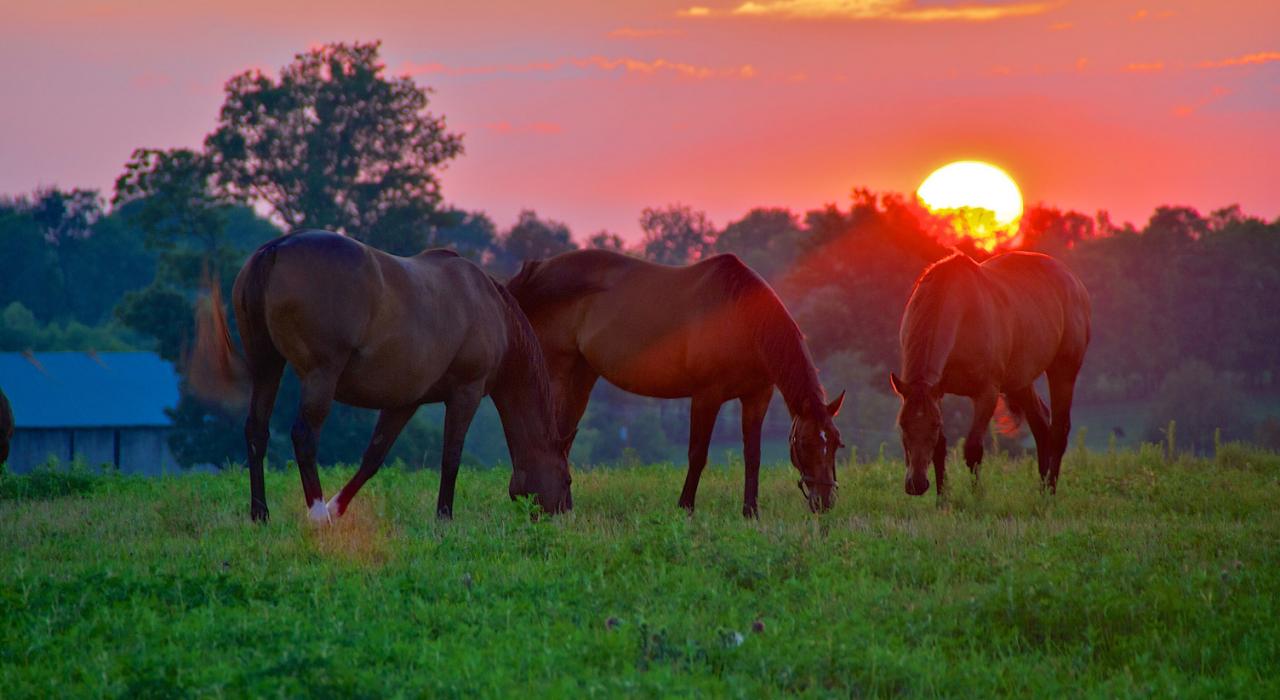 夕阳下，肯塔基州列克星敦纯种马在悠闲地吃草
