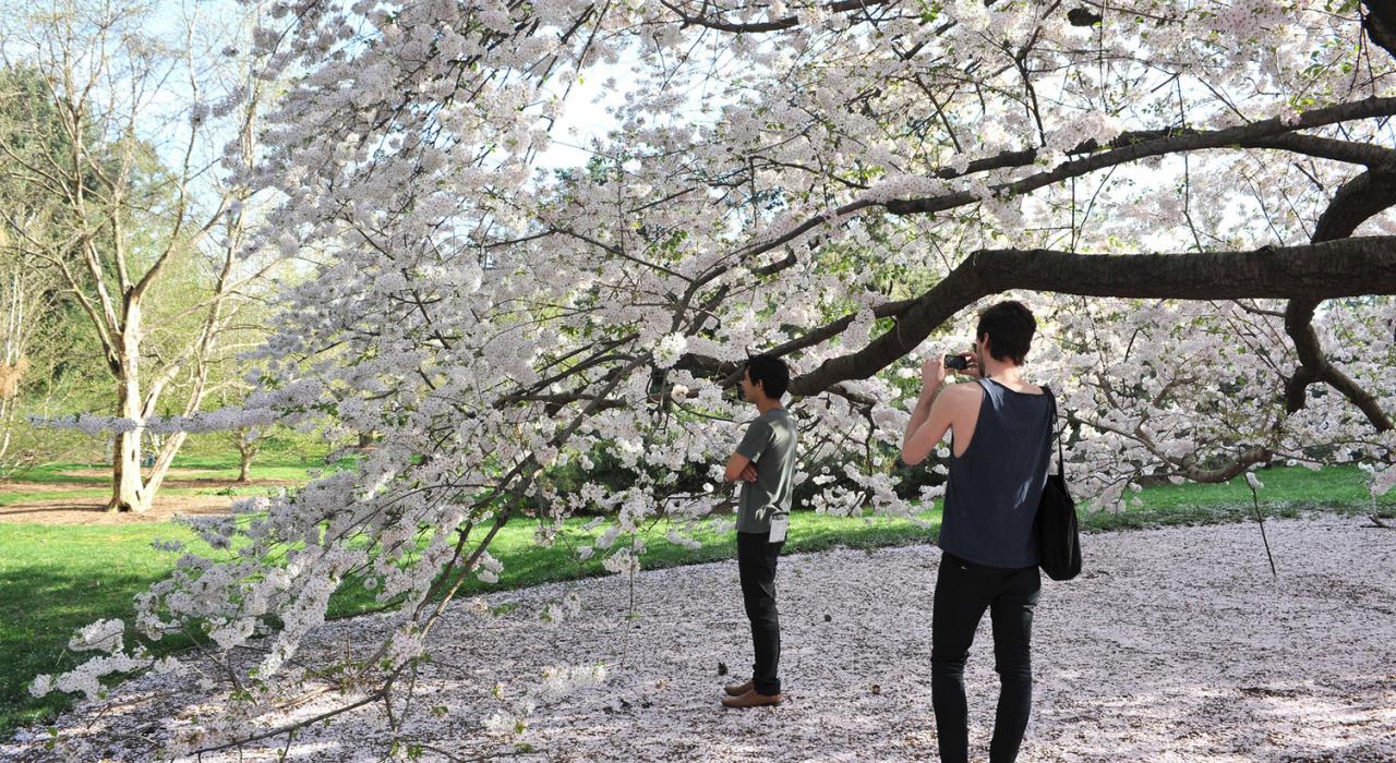 Cerejeiras floridas no New York Botanical Garden