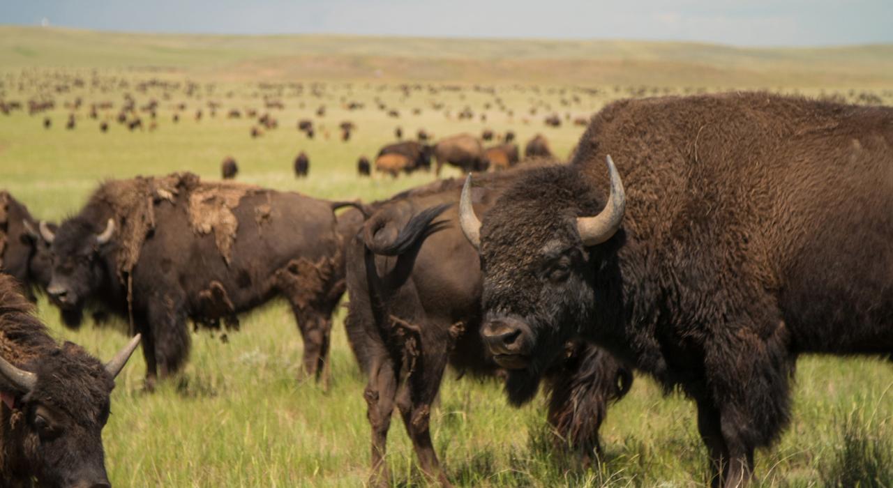 ダーラムランチの草原でのんびりするバイソンの群れ