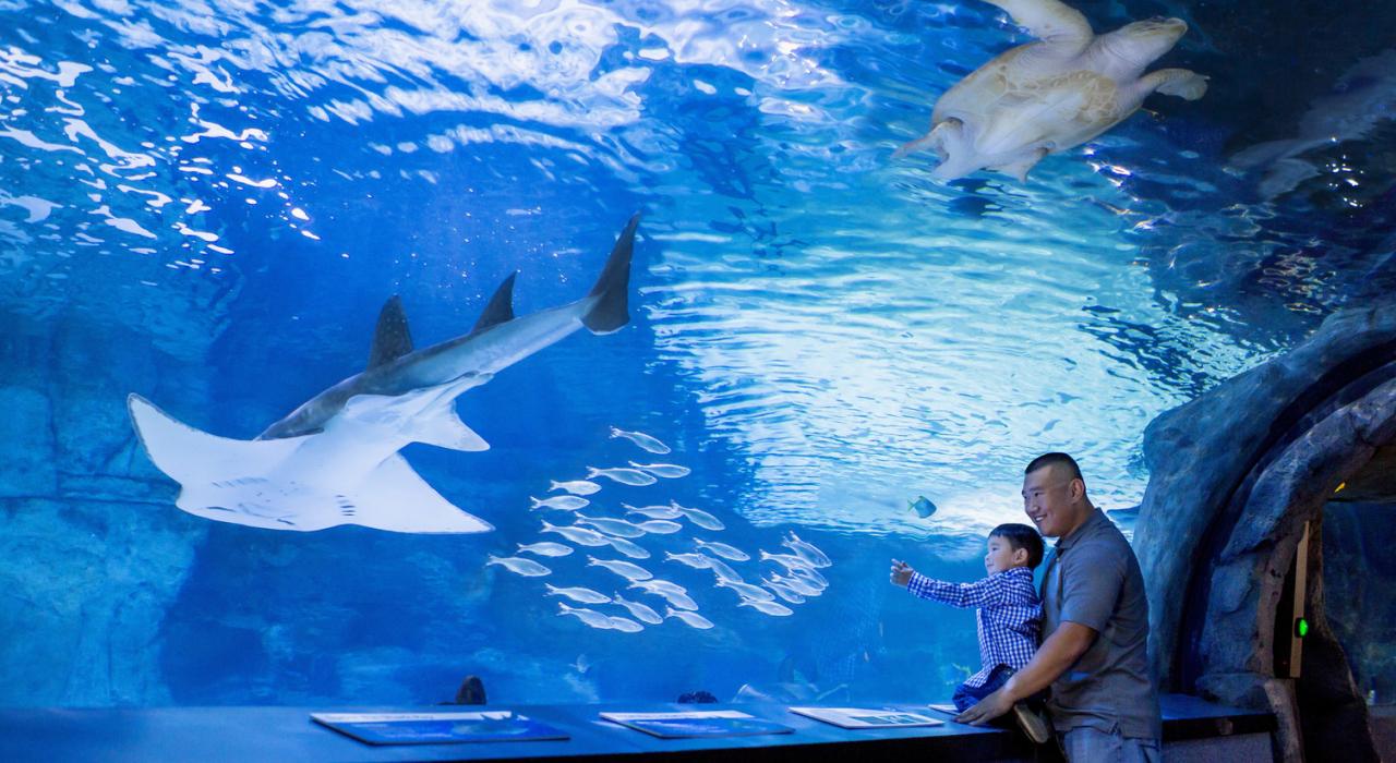 Father and son encounter marine life at the Newport Aquarium