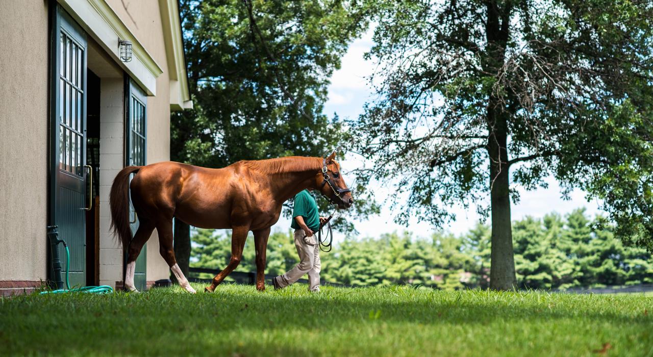 Traslado de un purasangre desde los establos en la granja Lane's End