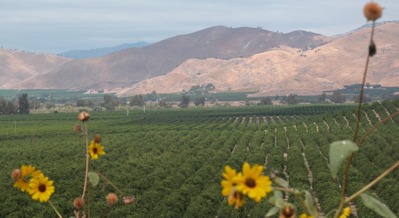 Un verger d’agrumes lors d’une visite à la ferme