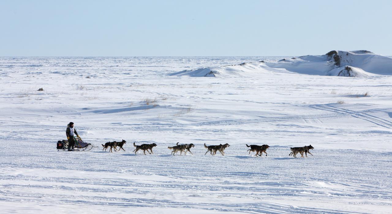Mushing a team of sled dogs in the Iditarod Trail Sled Dog Race